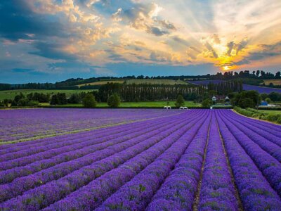 Norfolk Lavender (Norfolk)