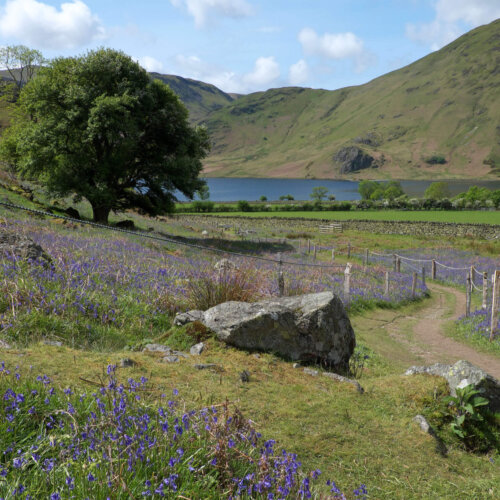 Rannerdale's bluebells