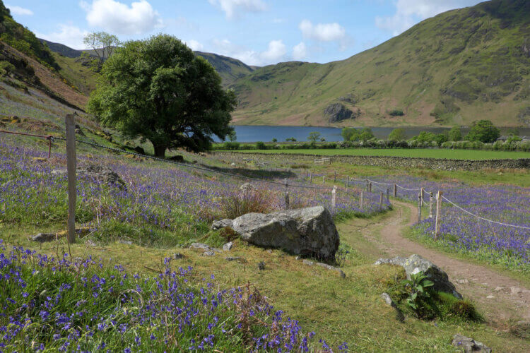 Rannerdale's bluebells