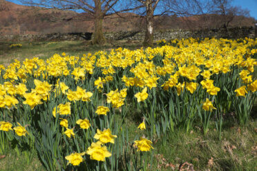 A 'host of golden daffodils' at Aira