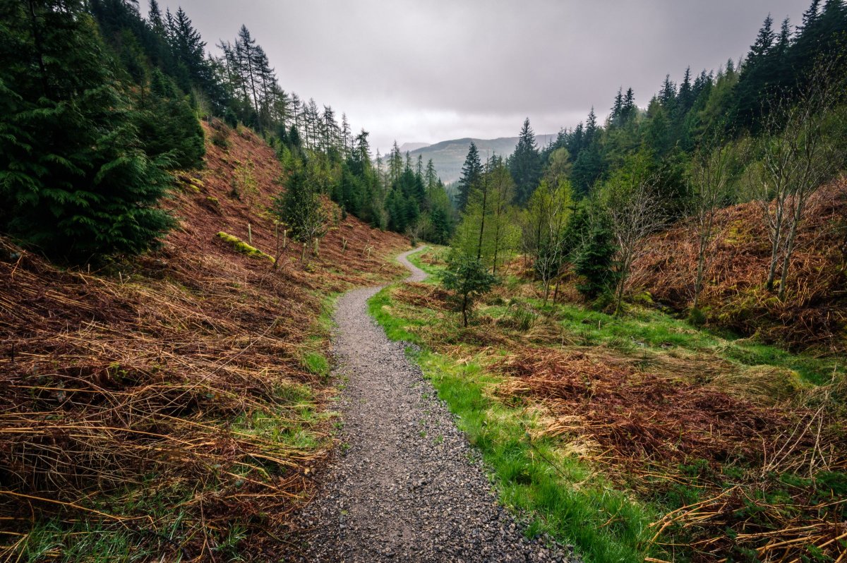 Whinlatter Forest, Cumbria