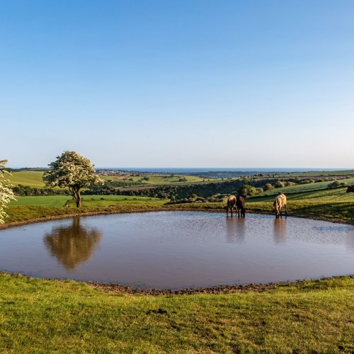 Breeze the Downs 78: Scenic bus tour to Ditchling Beacon from Brighton & Hove